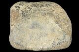Fossil Hadrosaur Phalange - Alberta (Disposition #-) #134518-1